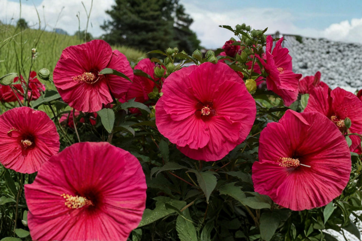 Summer in Paradise Bush Hibiscus Live Plant – 1 Potted Plant – Hibiscus