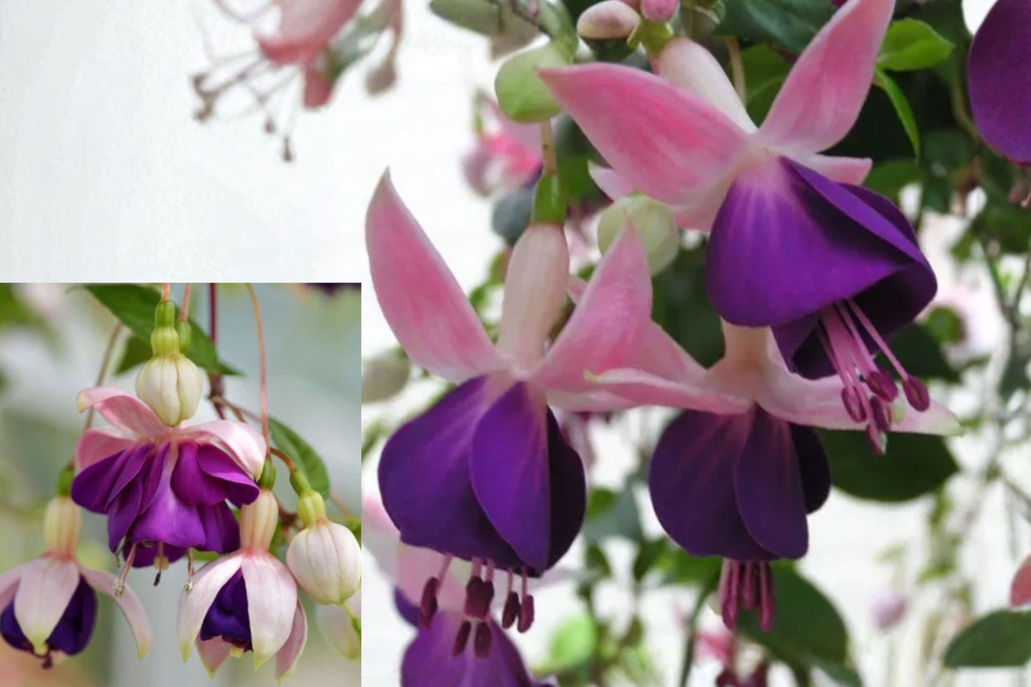 Lena Fuchsia Live Plant – 2–6" Tall, 5" Pot – Fuchsia × hybrida