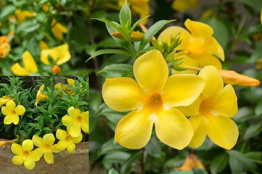 Yellow Mandevilla Live Plants – 2 Starter Plants, 4–7" Tall