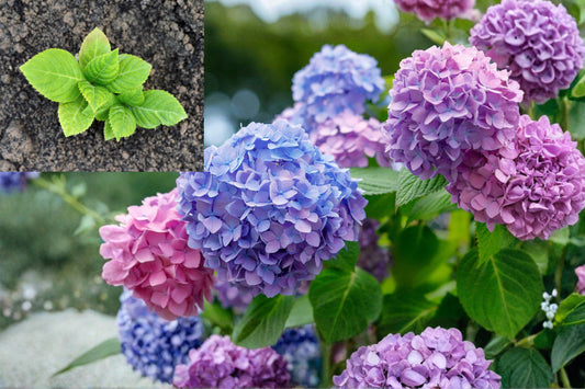 Live Hydrangea Plant, Pink Blue Purple Flowering Shrub, 6–12 Inch Dormant Rooted Plant, Hardy Outdoor Garden Hydrangea