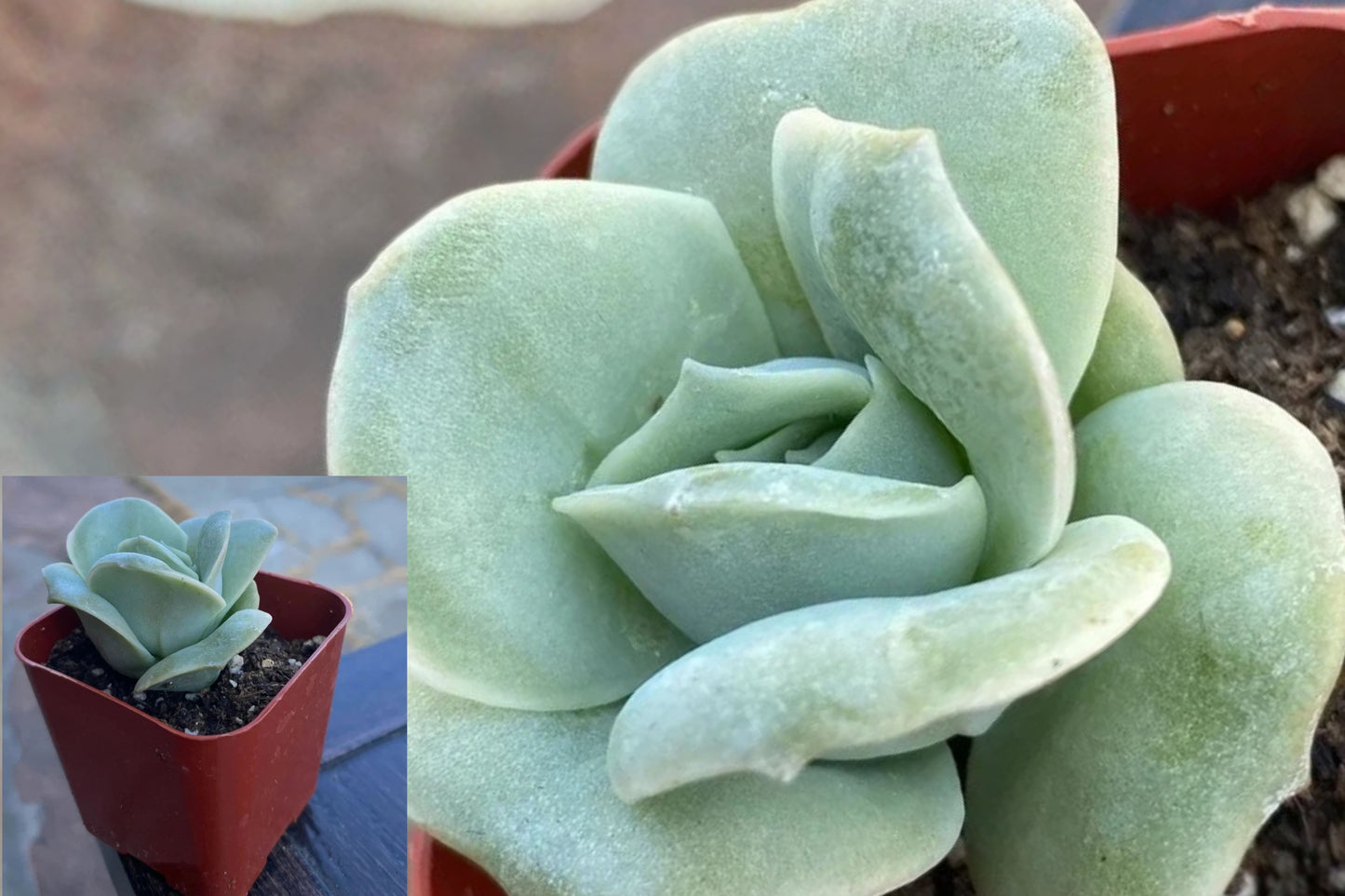 Graptoveria ‘Lovely Rose’ Live Succulent – 2 Inch Fully Rooted Plant