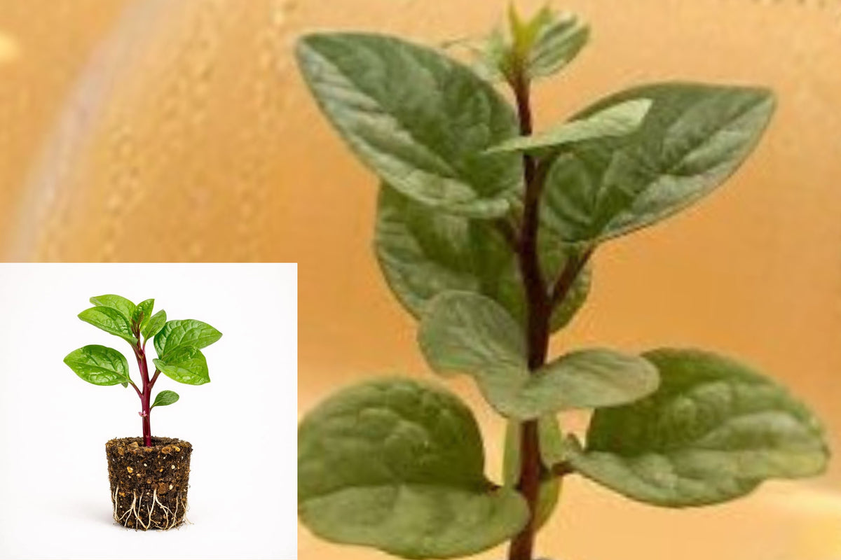 Red Malabar Spinach 2 Live Starter Plants – Basella rubra