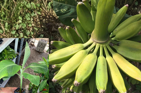 Burro Banana Live Plant – Tropical Banana Fruit Tree