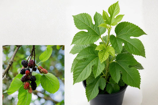 Dwarf Everbearing Mulberry 1 Live Starter Plant – 4–8 Inch – Morus