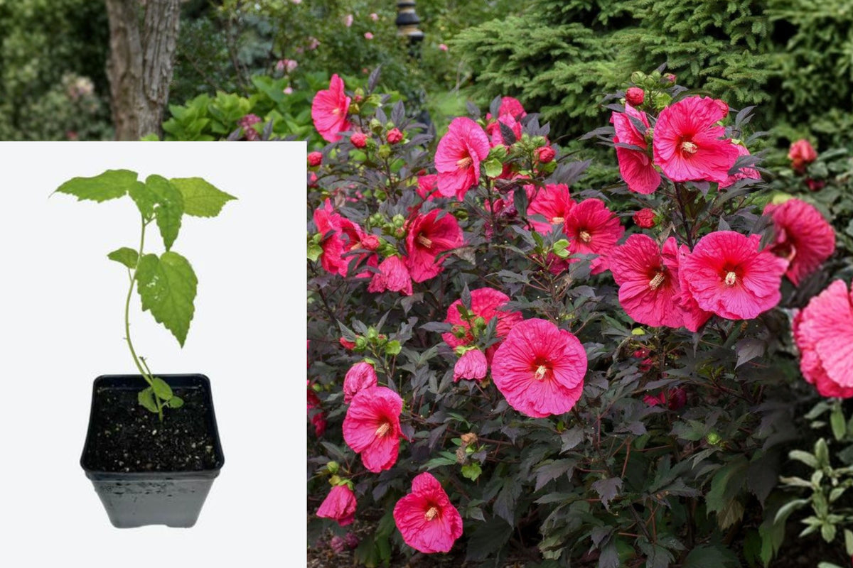 Hibiscus Evening Rose Live Plant, Hardy Perennial, Dark Foliage, Magenta Pink Dinner Plate Flowers, 2.5 Inch Pot