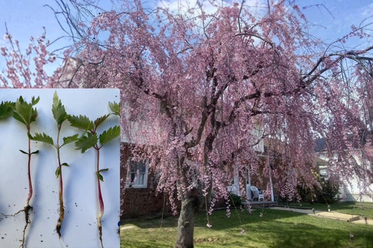 Pink Japanese Weeping Cherry Tree – 10–15 Inch Bare Root Plant – Prunus spp.