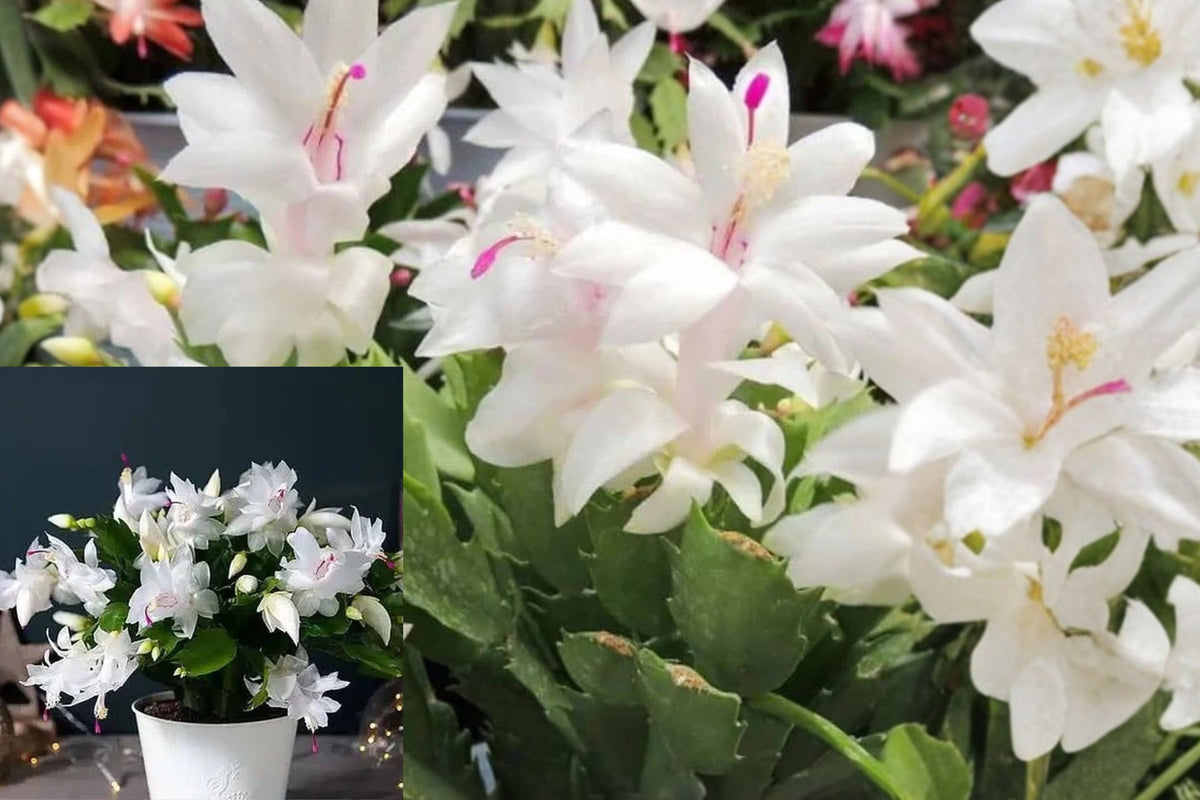 White Christmas Cactus Live Plant – 4-Inch Pot – Schlumbergera sp.