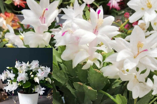 White Christmas Cactus Live Plant – 4-Inch Pot – Schlumbergera sp.