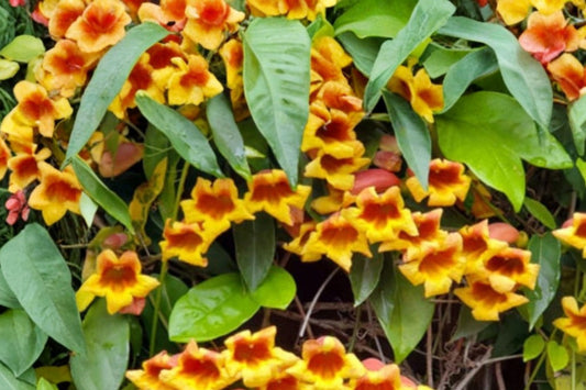 Gold & Crimson Crossvine Live Bare Root Plant – Bignonia capreolata