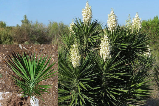 Spanish Bayonet Live Plant, Yucca Aloifolia Rooted Bare Root Starter, Spanish Dagger Evergreen Outdoor Yucca