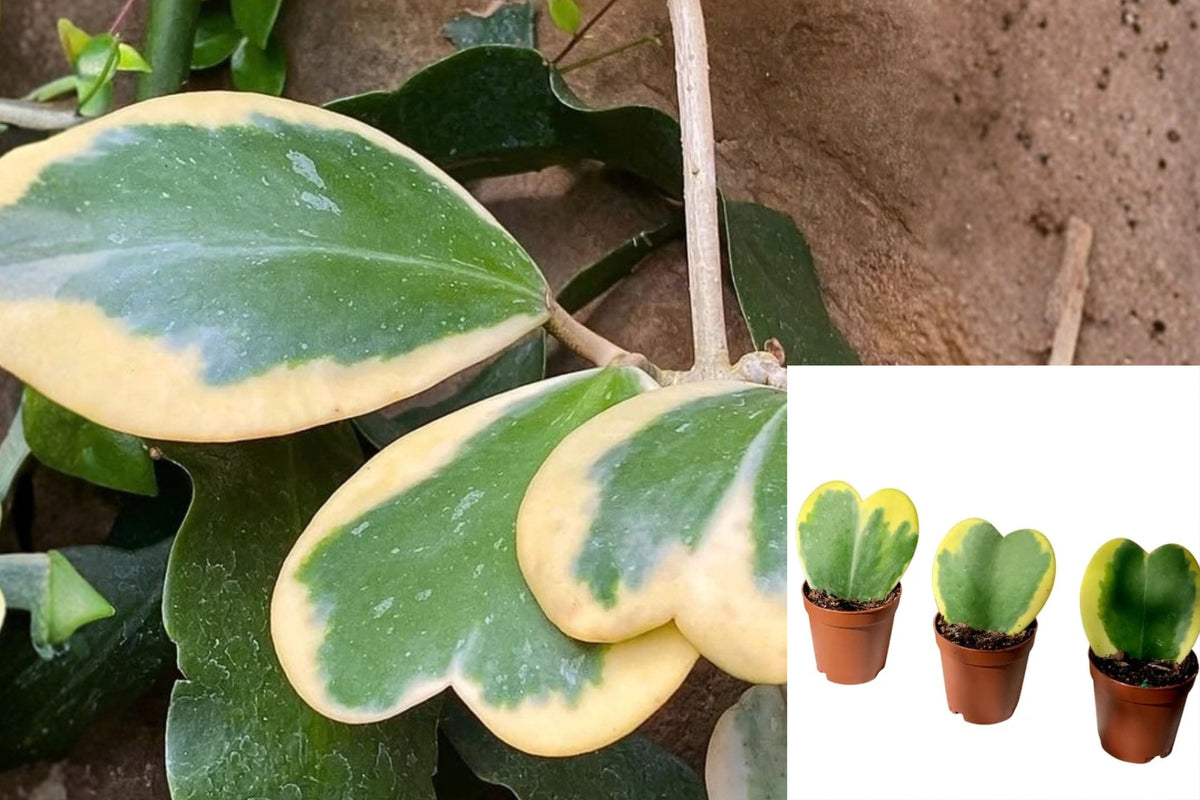 Variegated Hoya Kerrii Live Plant – 4 Inch Pot – Hoya kerrii