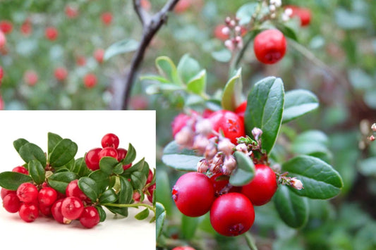 Lingonberry 5 Live Bare Root Rhizomes – Vaccinium vitis-idaea