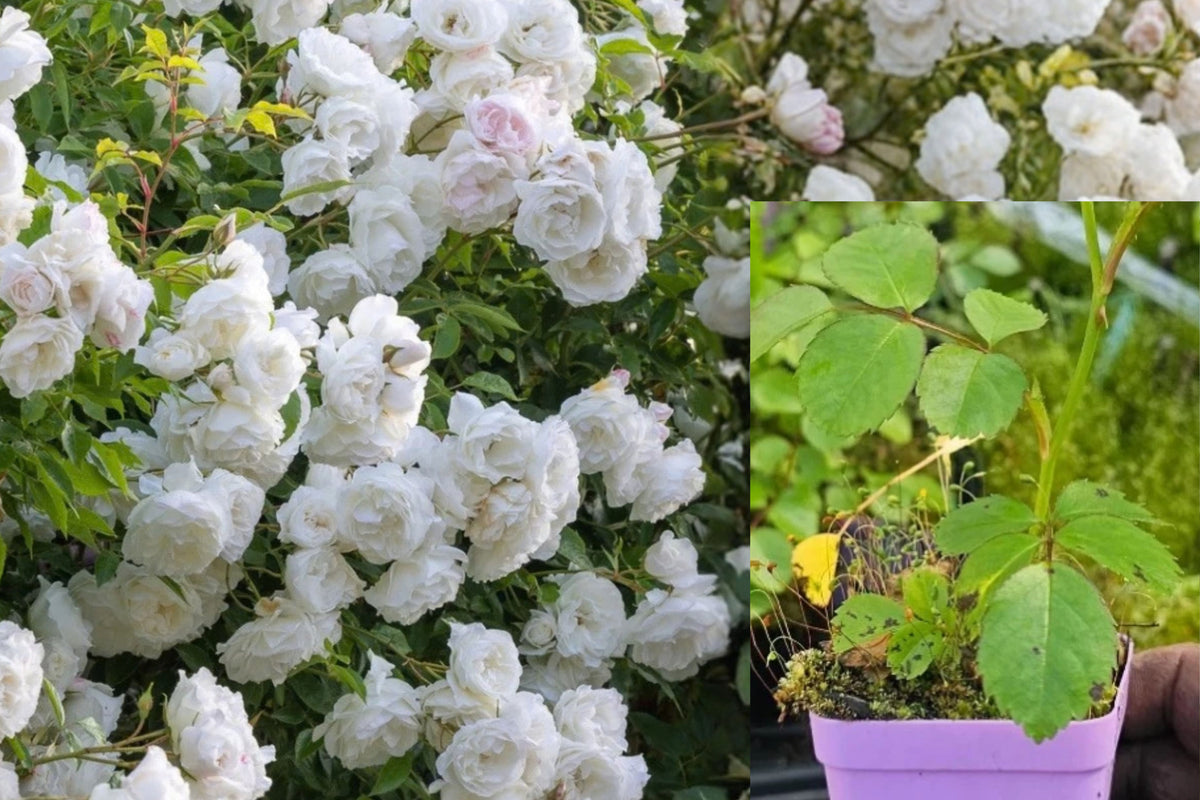 White Climbing Rose Live Plant, 3-Inch Pot – Rosa spp.