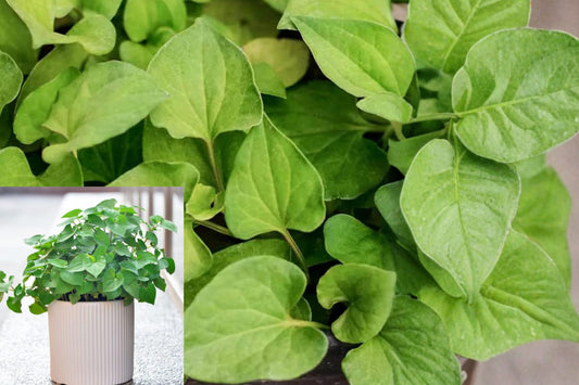 Fish Mint Live Plants, Houttuynia cordata Asian Herb, 10 Rooted Starter Plants for Edible Gardens and Containers