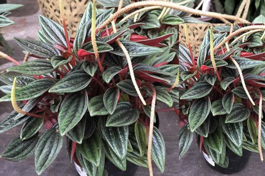 Peperomia Rosso 4-Inch Potted Live Houseplant – Peperomia caperata