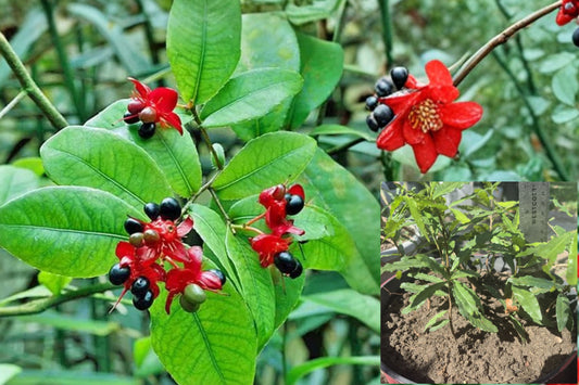 Mickey Mouse Plant 2 Live Plants 6–8" Tall – Ochna serrulata
