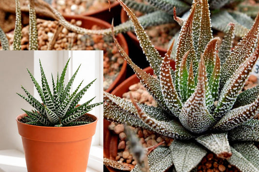 Haworthiopsis Attenuata Var. Radula Live Succulent, Zebra Haworthia Plant in 3 Inch Pot, Rooted Indoor Houseplant