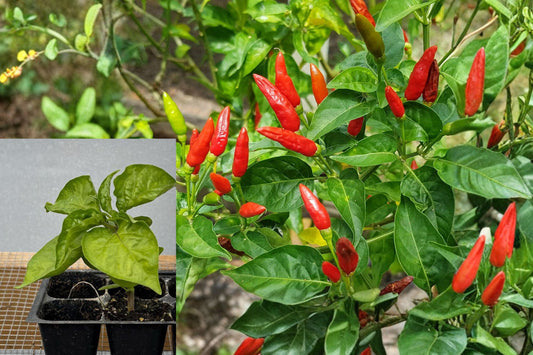 3 Super Chili Live Pepper Plants, 75+ Day Established Hot Pepper Plants, Red Chili Vegetable Garden Starters