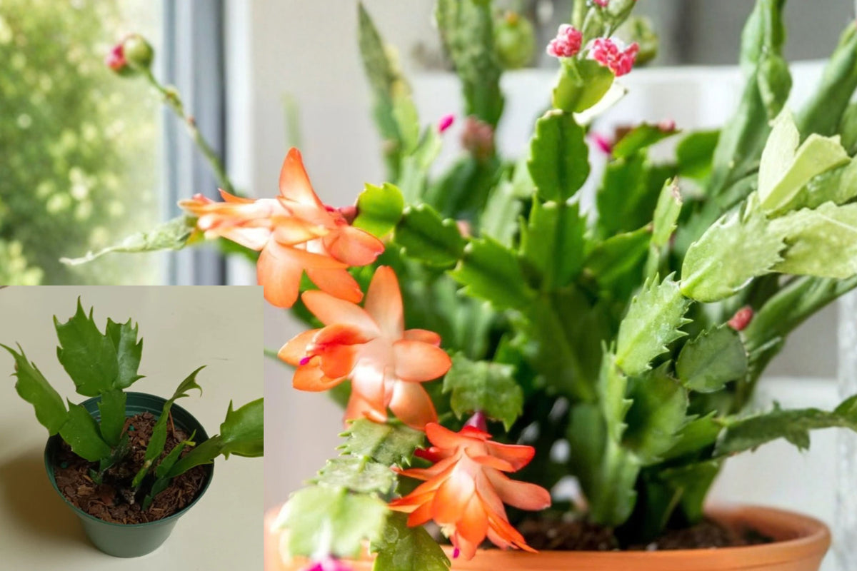 Orange Thanksgiving Cactus – 1 Live Plant – 3" Pot – Ships Without Pot