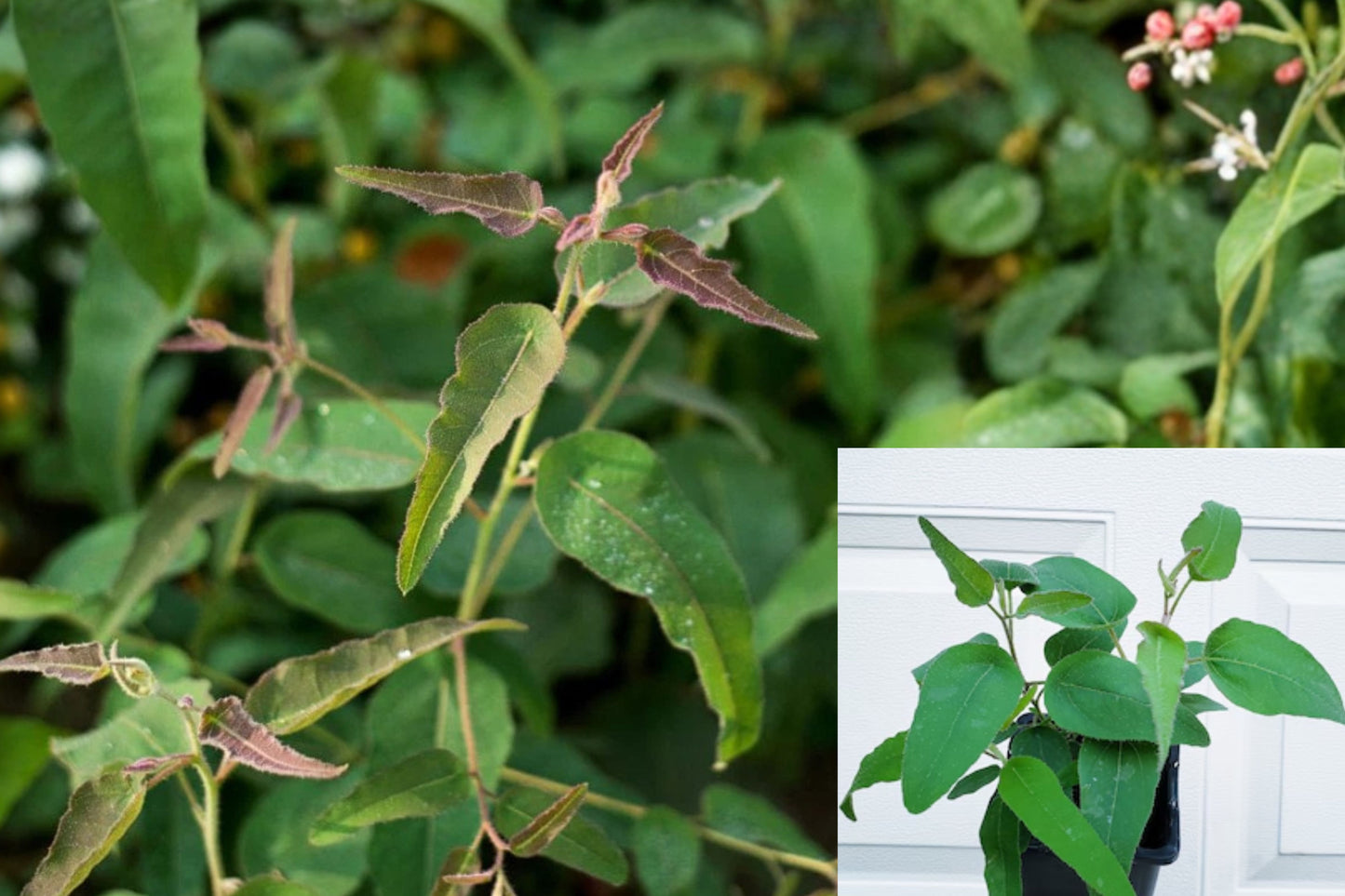 Lemon Eucalyptus Live Plant – 5 Inch Pot – Corymbia citriodora