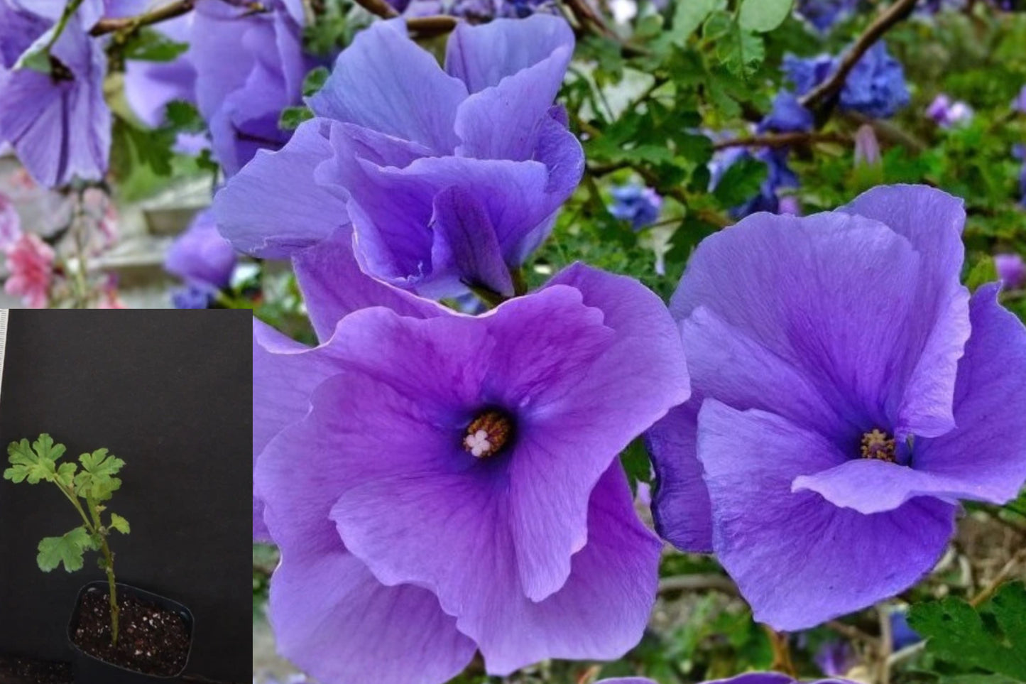 Blue Hibiscus Live Starter Plant – Alyogyne huegelii – Well Rooted