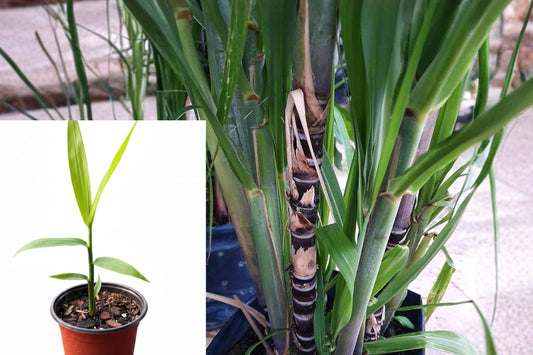 Black Sugarcane Live Plant 1 Plant 4" Pot – Saccharum