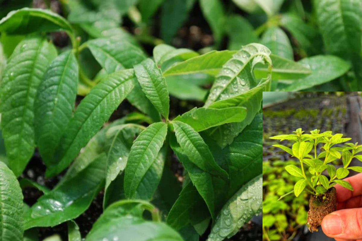 Lemon Verbena 1 Live Plug Plant – 1–3" Tall – Aloysia