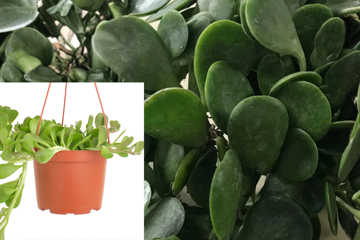 6 Trailing Jade Cuttings, Senecio Jacobsenii Weeping Jade Succulent, 4–6 Inch Unrooted Live Plant Cuttings