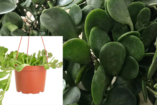 6 Trailing Jade Cuttings, Senecio Jacobsenii Weeping Jade Succulent, 4–6 Inch Unrooted Live Plant Cuttings
