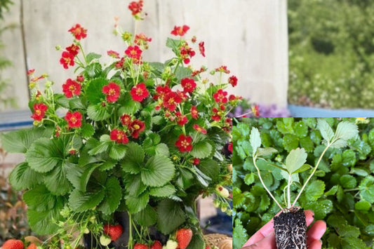 Strawberry Live Plant – Well-Rooted Plug – 1-Inch Nursery Pot