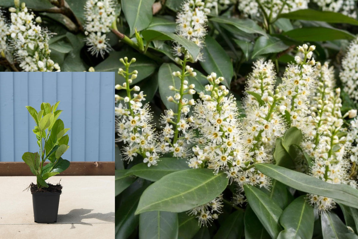 Schip Laurel Live Plant, 6–10 Inch Evergreen Shrub, 2.5 Inch Pot, Privacy Hedge Plant, Skip Laurel Outdoor Shrub
