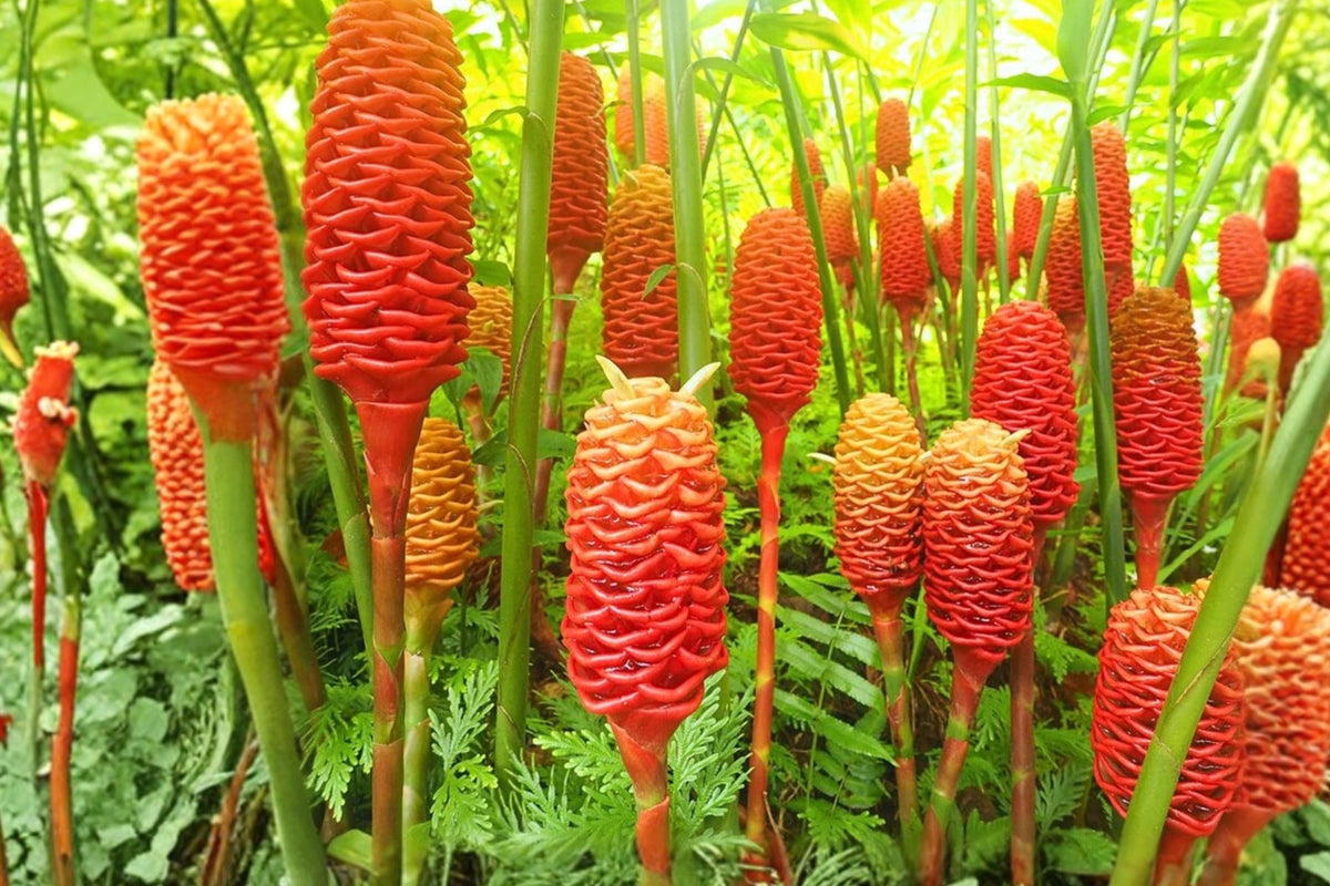 10 Shampoo Ginger Rhizomes, Awapuhi Ginger Lily Live Roots, Zingiber Zerumbet Tropical Perennial Plant, Pinecone Ginger for Garden