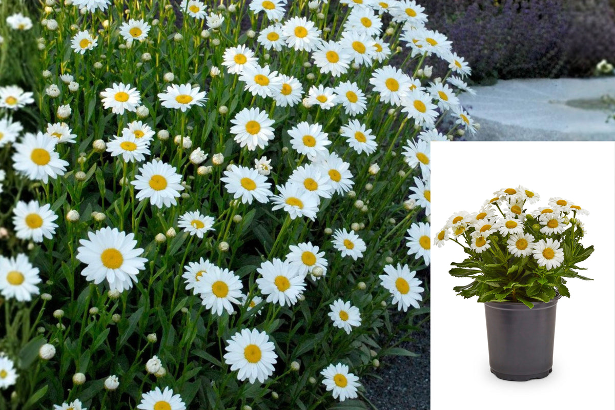 Sweet Daisy Jane Shasta Daisy Live Plant, Well Rooted Perennial Flower, White Daisy Garden Plant, Outdoor Flowering Starter
