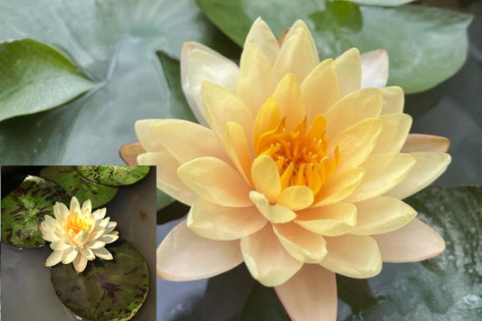 Peaches Cream Water Lily Live Tuber – 1 Plant – Nymphaea