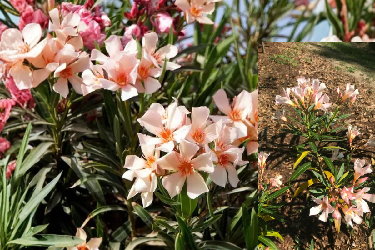 Dwarf Salmon Oleander 1 Live Plant – 4–8 Inch Tall – Nerium sp.
