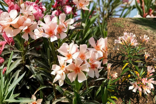 Dwarf Salmon Oleander 1 Live Plant – 4–8 Inch Tall – Nerium sp.