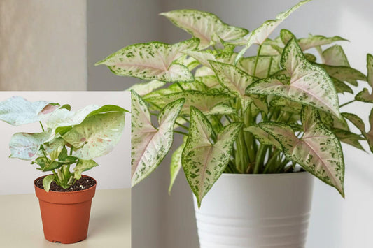 Syngonium Milk Confetti Live Plant, Pink White Variegated Arrowhead Houseplant, Well-Rooted in 4 Inch Pot