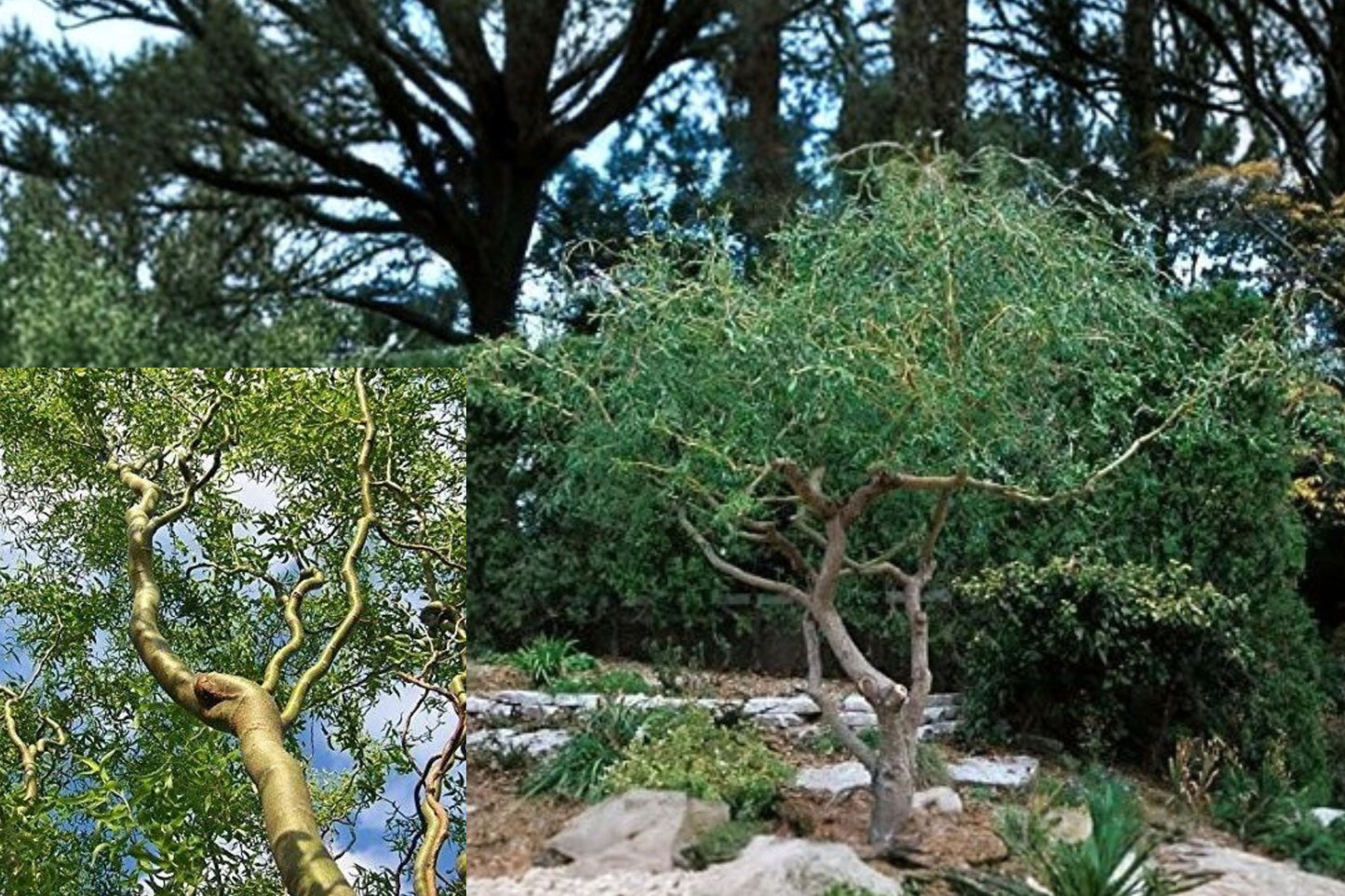 Corkscrew Willow 2 Live Tree Cuttings – Curly Branches & Leaves
