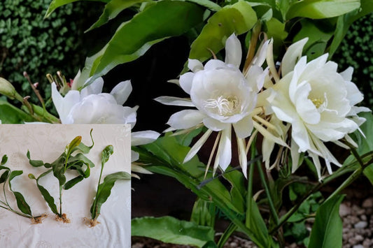 Queen of the Night Live Cactus, Epiphyllum Oxypetalum Rooted Bare Root Plant, 10–16 Inch Tropical Houseplant