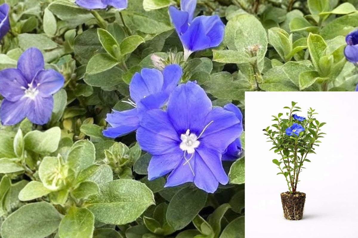 Blue Daze Evolvulus 2-Pack Live Starter Plugs – Evolvulus sp.