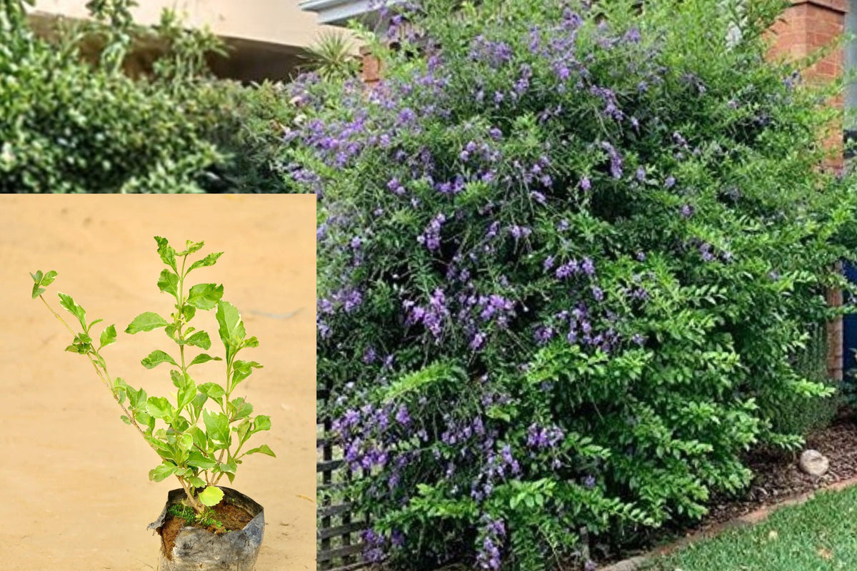 2 Live Blue Duranta Plants, Duranta Erecta Starter Shrubs, 4–6 Inch Tall, Blue Violet Flowers, Tropical Outdoor Garden Plant
