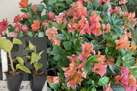 Bambino Burnt Orange Bougainvillea Live Plant – 1 Rooted Starter – Bougainvillea
