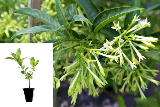 Night Blooming Jasmine Live Plant 1 – 3.5 Inch Pot – Cestrum nocturnum