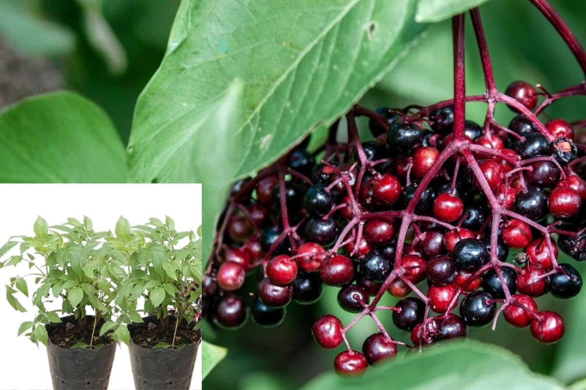 4 Live American Elderberry Plants, 5–9 Inch Seedlings, Cold Hardy Outdoor Berry Bushes for Home Gardens