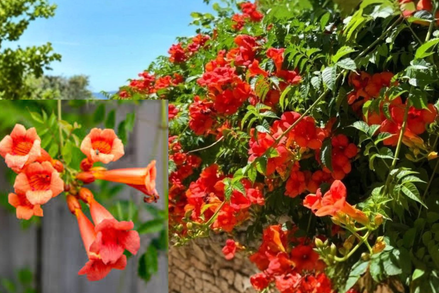 Orange Trumpet Vine Live Plant – 1 Bare Root Perennial Vine