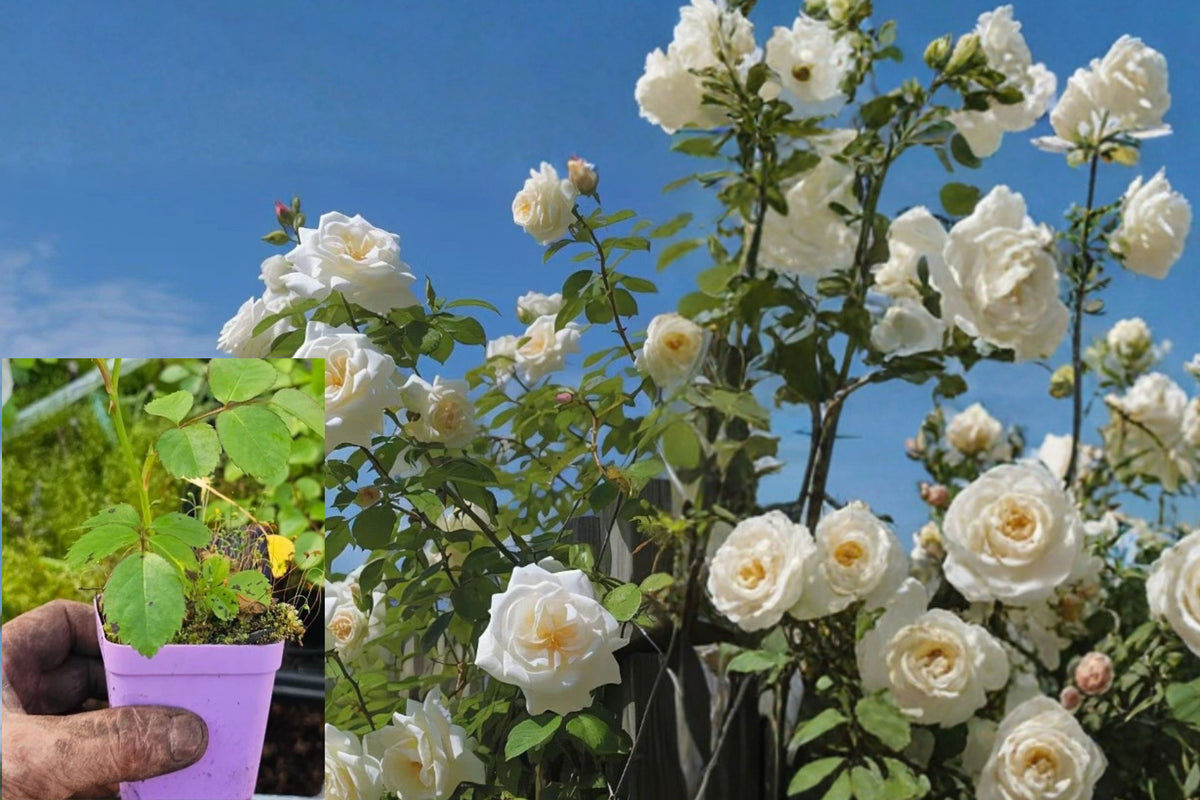 White Climbing Rose Live Plant – 3 Inch Pot, Rosa