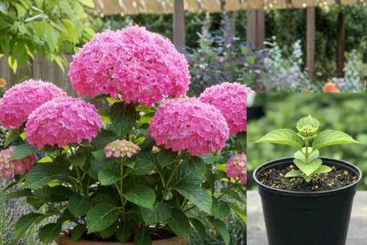 Pink Hydrangea Live Plant, 5–7 Inch Flowering Shrub Starter, Quart Pot Garden Plant, Patio Container Ornamental Bush