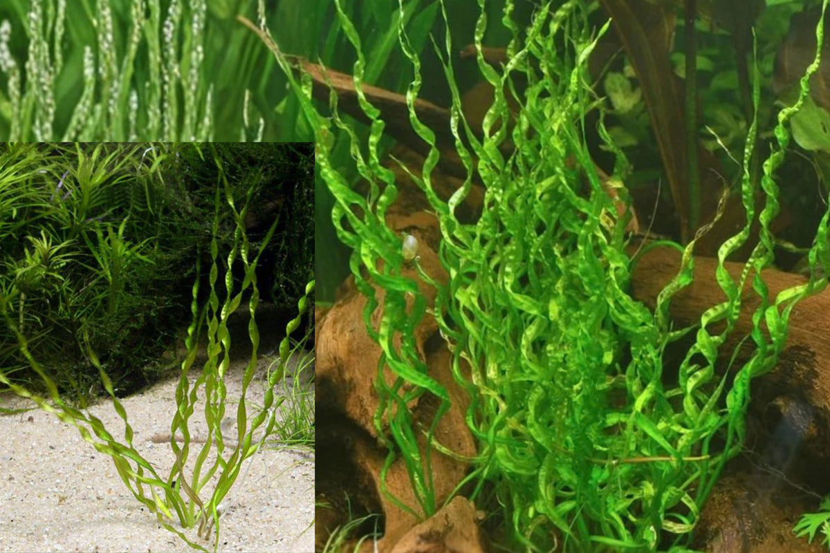 Corkscrew Sword Live Aquarium Plant – Echinodorus 'Vesuvius'