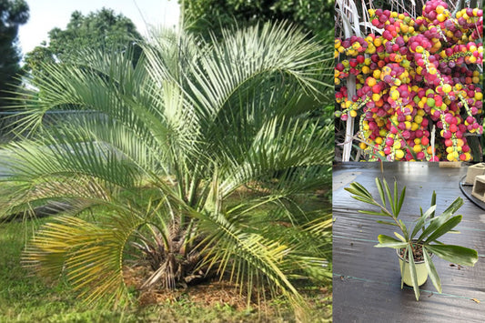 Dwarf Sugar Palm Live Plant – Arenga engleri, Size #1