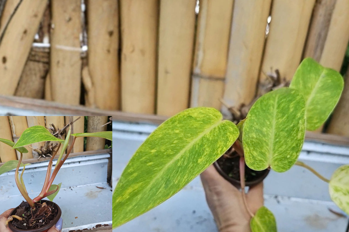 Philodendron Painted Lady Variegated Live Plant in 4-Inch Pot – Philodendron erubescens